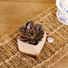 High Temperature Kiln Small Flower Pots Square Simple Multicolored Ceramic Mini Multi-meat Thumb Basin Chinese Wind Color Kiln
